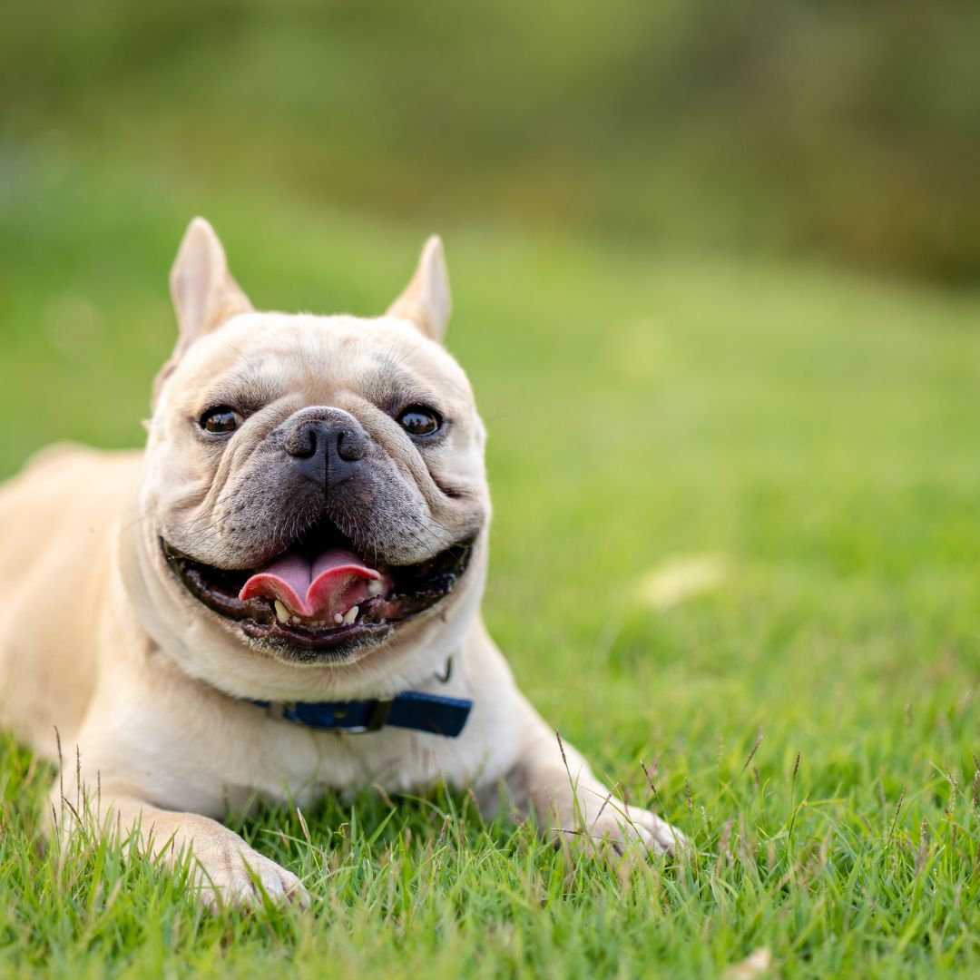 Perro BullDog Francés Cuidados del BullDog FrancésRaza Guia de perros