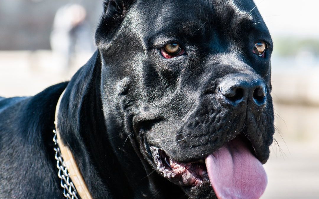 Cane Corso