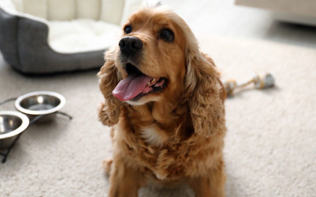 Cocker Spaniel Inglés