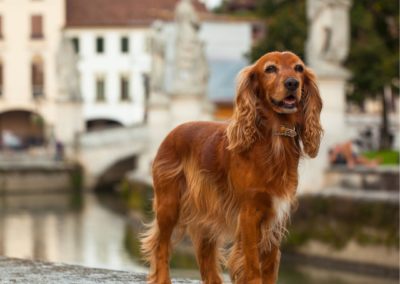 Perro Cocker Spaniel Inglés _ Raza Guia de perros