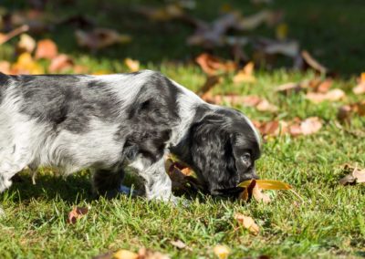 Perro Cocker Spaniel Inglés _ Raza Guia de perros