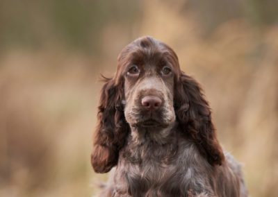 Perro Cocker Spaniel Inglés _ Raza Guia de perros