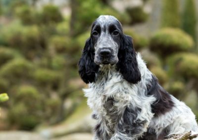 Perro Cocker Spaniel Inglés _ Raza Guia de perros