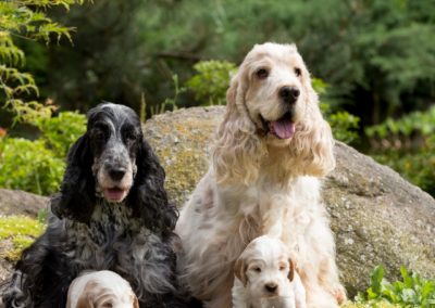 Perro Cocker Spaniel Inglés _ Raza Guia de perros