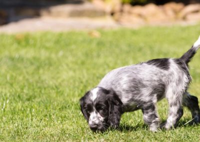 Perro Cocker Spaniel Inglés _ Raza Guia de perros