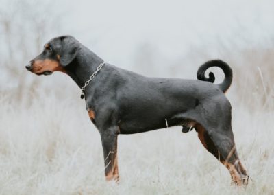 Perro Doberman Pinscher Raza Guia de perros