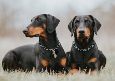 Perro Doberman Pinscher Raza Guia de perros