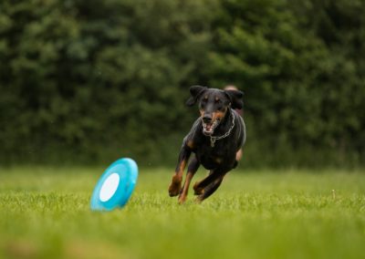 Perro Doberman Pinscher Raza Guia de perros