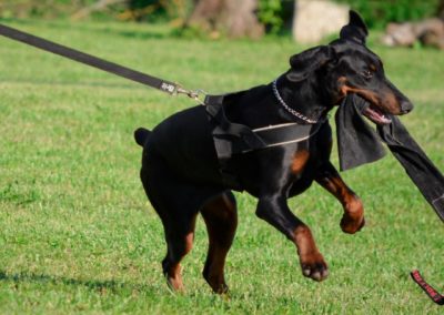 Perro Doberman Pinscher Raza Guia de perros