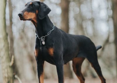 Perro Doberman Pinscher Raza Guia de perros