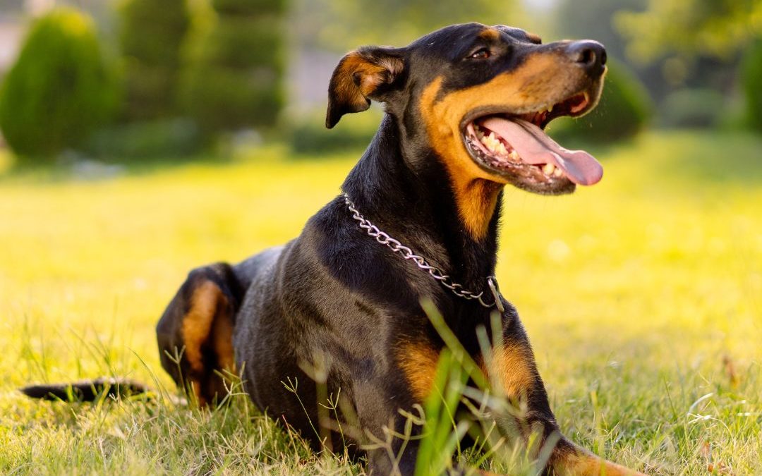 Doberman Pinscher