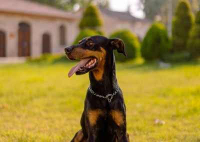 Perro Doberman Pinscher Raza Guia de perros