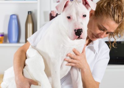 Perro Dogo Argentino Raza Dogo Argentino Guia de perros