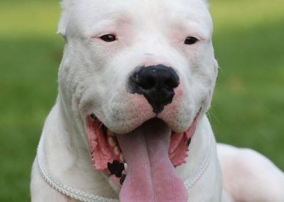 Perro Dogo Argentino Raza Dogo Argentino Guia de perros