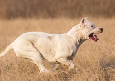 Perro Dogo Argentino Raza Dogo Argentino Guia de perros