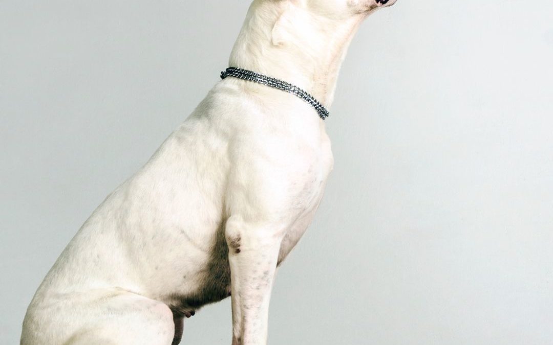 Dogo Argentino