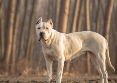 Perro Dogo Argentino Raza Dogo Argentino Guia de perros