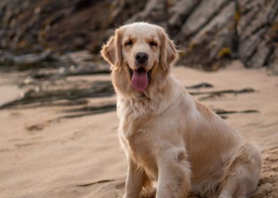 Perro Golden Retriever _ Raza Guia de perros