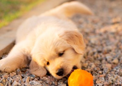 Perro Golden Retriever Cachorro _ Raza Guia de perros