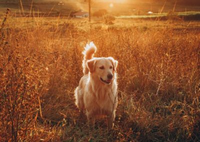 Perro Golden Retriever Campo _ Raza Guia de perros