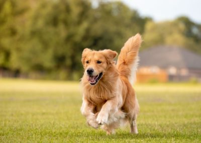 Perro Golden Retriever Corriendo _ Raza Guia de perros