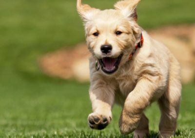 Perro Golden Retriever Cachorro Corriendo _ Raza Guia de perros