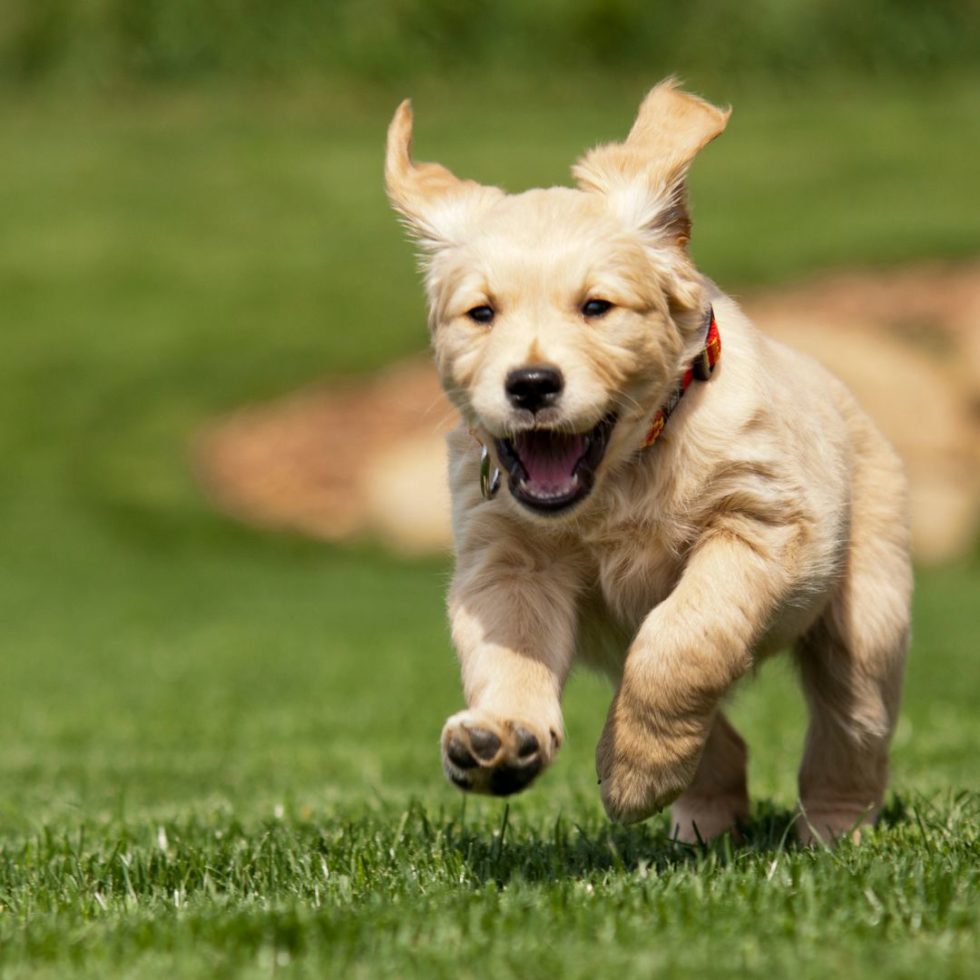 Perro Golden Retriever 】Guía | Cuidados, Carácter