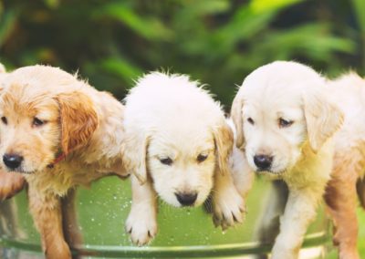 Perro Golden Retriever Cachorros _ Raza Guia de perros