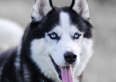 Perro Husky Siberiano Raza Guia de perros