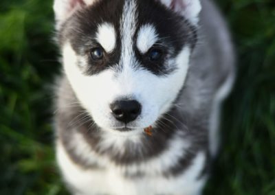 Perro Husky Siberiano Raza Guia de perros