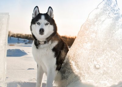 Perro Husky Siberiano Raza Guia de perros