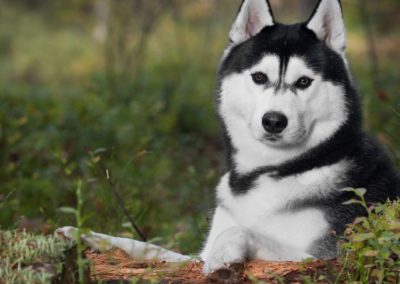 Perro Husky Siberiano Raza Guia de perros