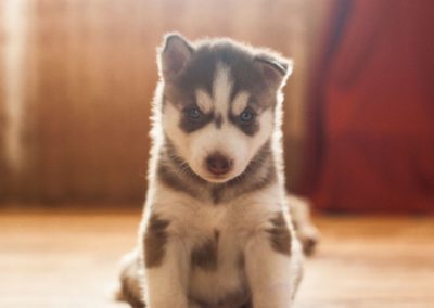 Perro Husky Siberiano Raza Guia de perros