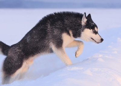 Perro Husky Siberiano Raza Guia de perros