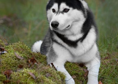 Perro Husky Siberiano Raza Guia de perros