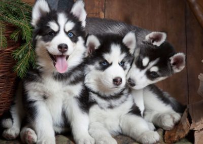 Perro Husky Siberiano Raza Guia de perros