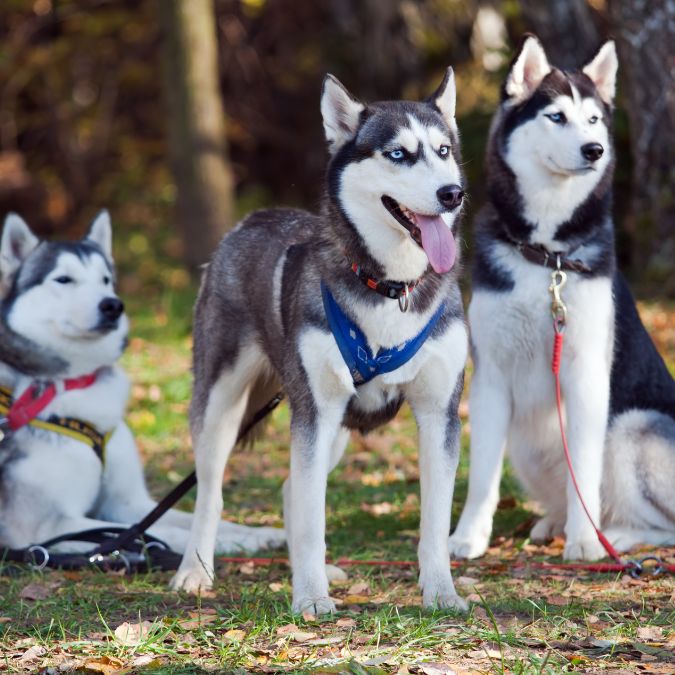 Husky Siberiano