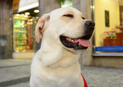 Perro Labrador Retriever _ Raza Guia de perros