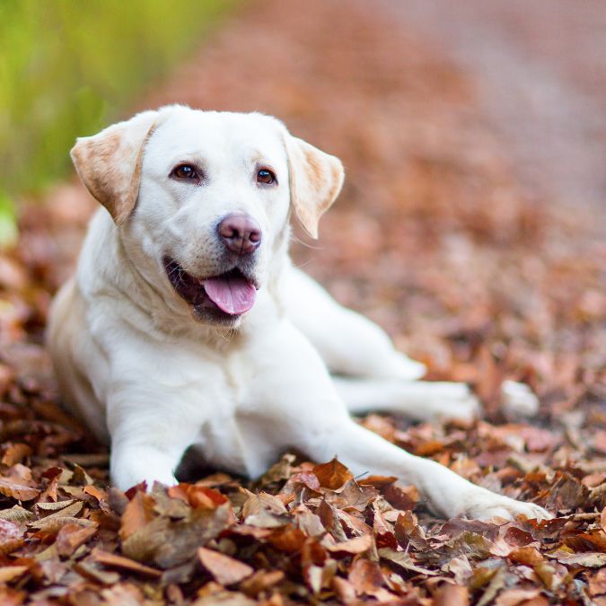 Labrador Retriever