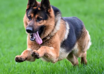 Pastor Aleman Corriendo- Guia de Razas de Perros