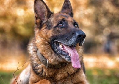 Cuidados Pastor Aleman - Guia de Razas de Perros