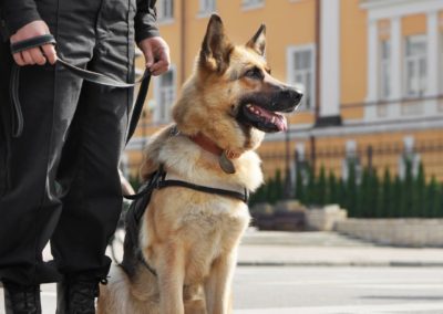 Guardian Pastor Aleman - Guia de Razas de Perros