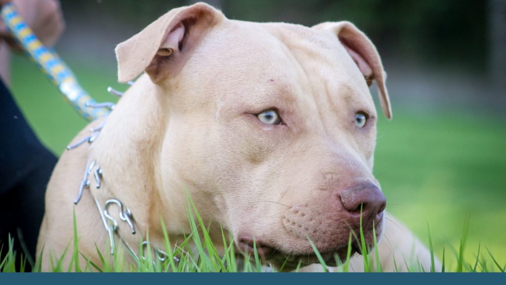 Perro Pitbul VS Bull Terrier