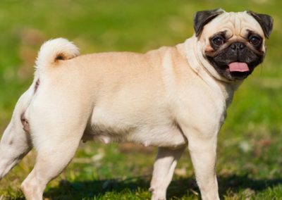 Perro Pug - Raza Pug Guia de perros