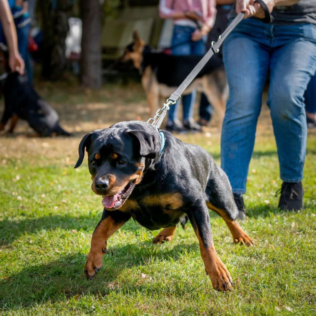 Perro Rottweiler Obligado a llevar bozal en Colombia