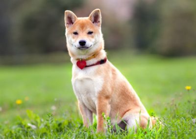 Perro Shiba Inu _ Raza Shiba Inu Guia de perros