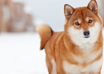 Perro Shiba Inu _ Raza Shiba Inu Guia de perros