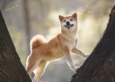 Perro Shiba Inu _ Raza Shiba Inu Guia de perros