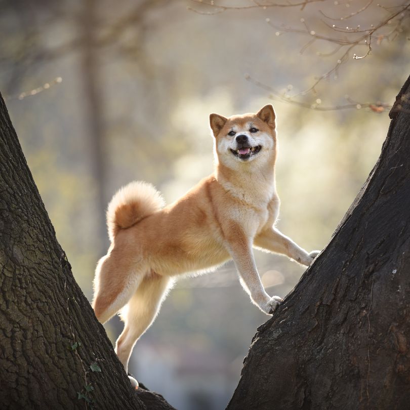 Perro Shiba Inu _ Raza Shiba Inu Guia de perros