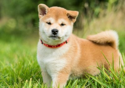 Perro Shiba Inu _ Raza Shiba Inu Guia de perros